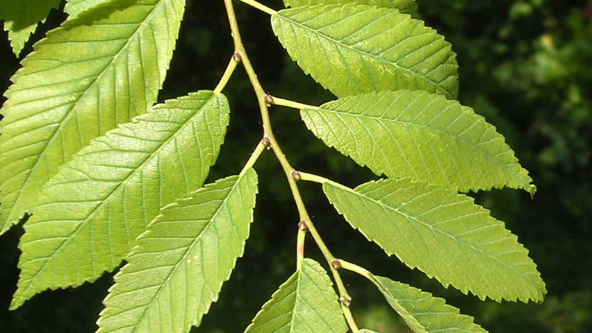 Ulmus 'Sapporo Autumn Gold' blad