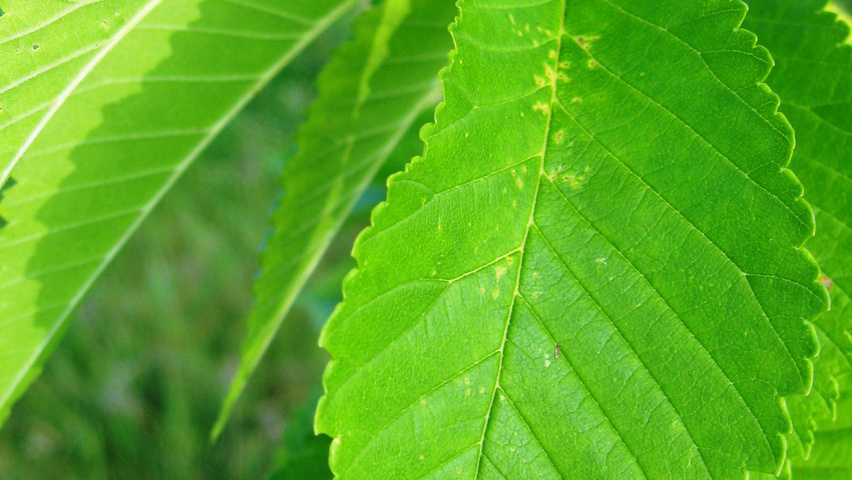 Ulmus 'Sapporo Autumn Gold' blad