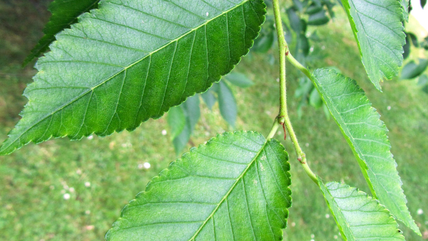 Ulmus 'Sapporo Autumn Gold' blad