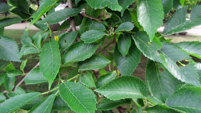 Ulmus 'Sapporo Autumn Gold' blad