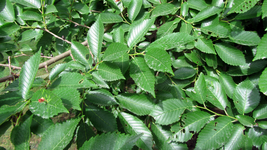 Ulmus 'Sapporo Autumn Gold' blad