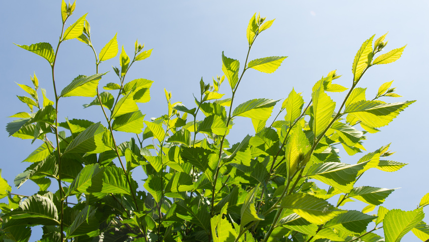 Ulmus 'Sapporo Autumn Gold' blad