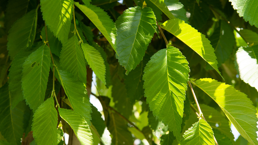 Ulmus 'Sapporo Autumn Gold' blad