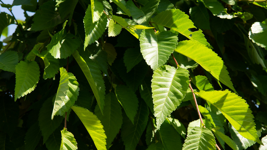 Ulmus 'Sapporo Autumn Gold' blad