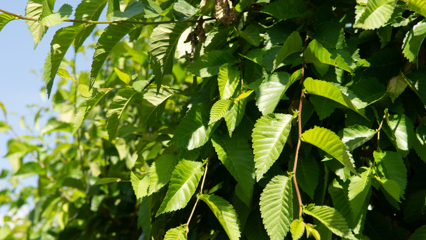 Ulmus 'Sapporo Autumn Gold' blad