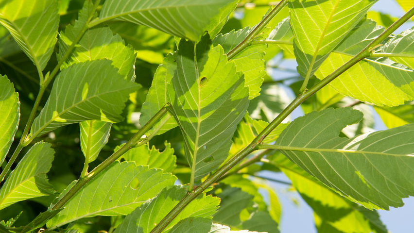 Ulmus 'Sapporo Autumn Gold' twijgen