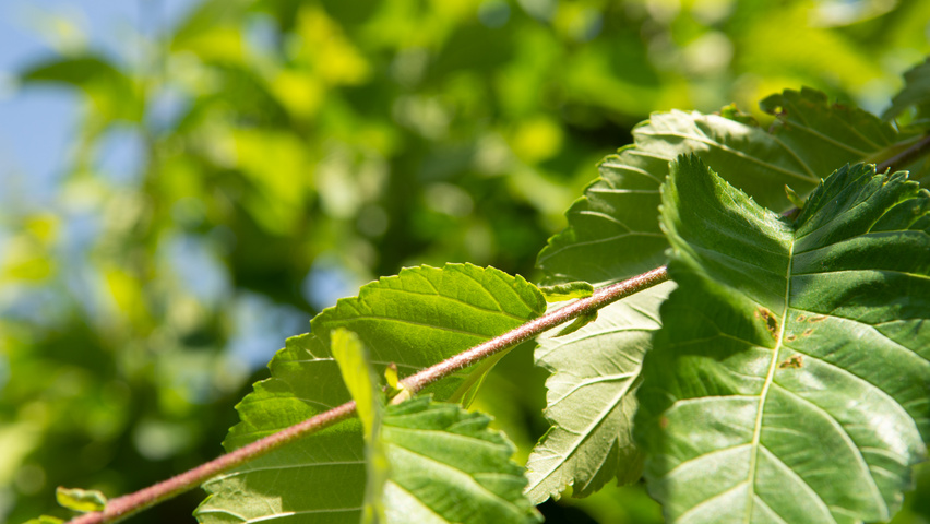 Ulmus 'Sapporo Autumn Gold' twijgen