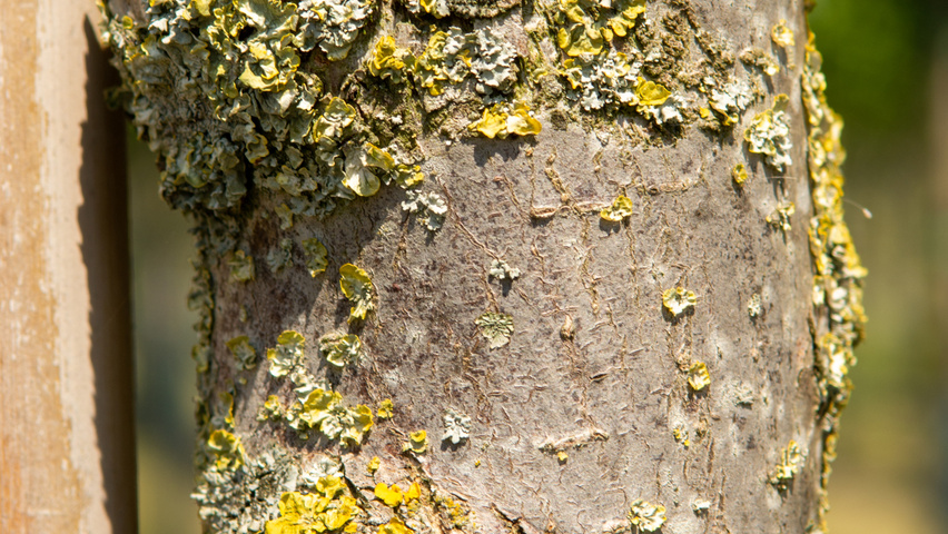 Ulmus TRIUMPH bark
