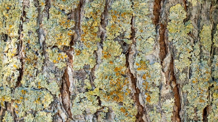 Ulmus TRIUMPH bark