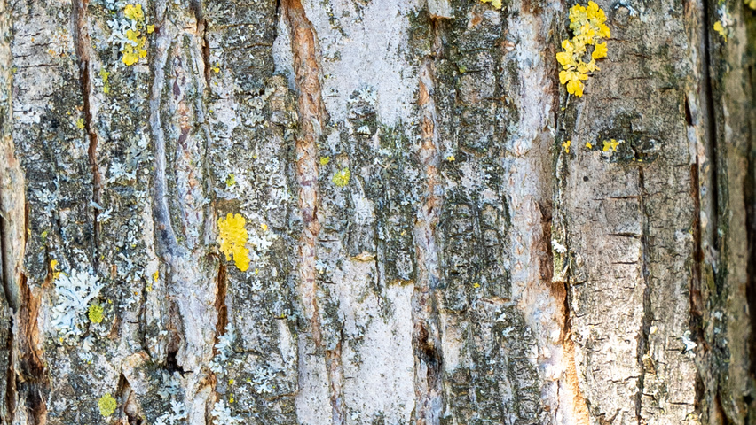 Ulmus TRIUMPH bark