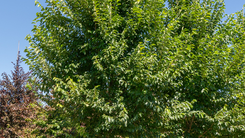 Ulmus TRIUMPH standard tree