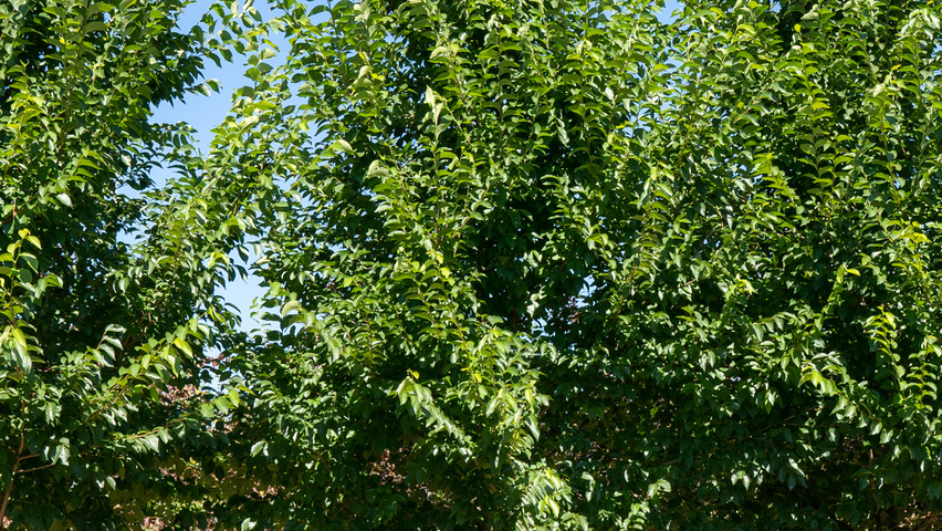 Ulmus TRIUMPH standard tree
