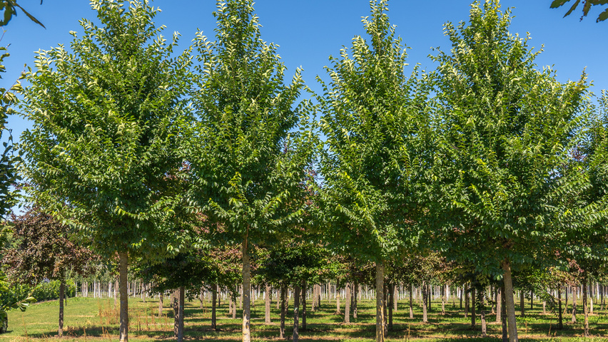 Ulmus TRIUMPH standard tree
