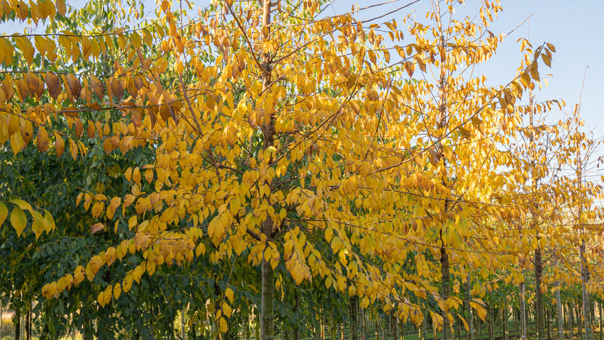 Ulmus TRIUMPH standard tree