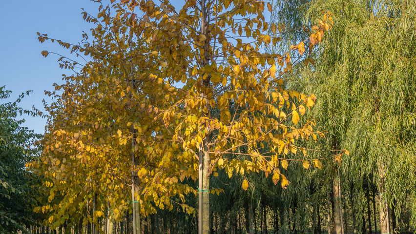 Ulmus TRIUMPH standard tree