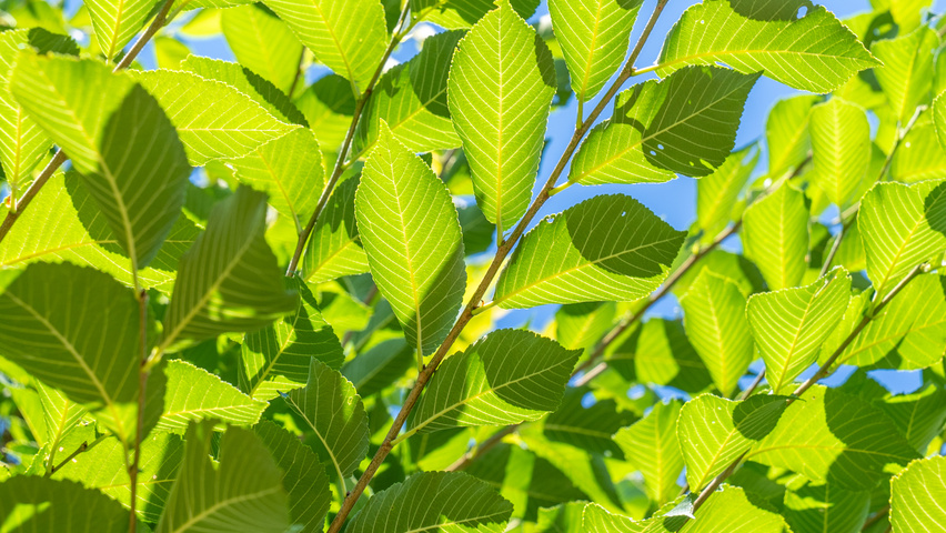 Ulmus TRIUMPH leaves