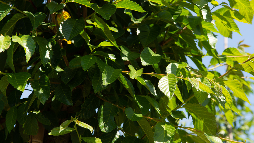 Ulmus TRIUMPH leaves