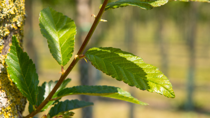 Ulmus TRIUMPH leaves