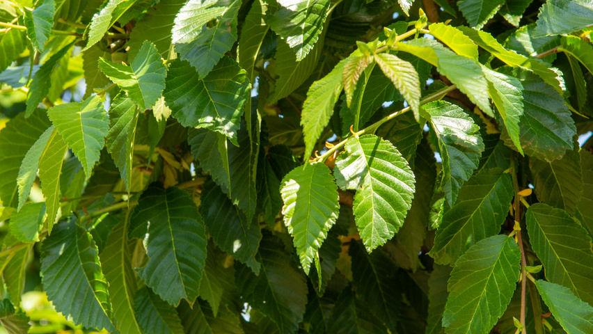 Ulmus TRIUMPH leaves