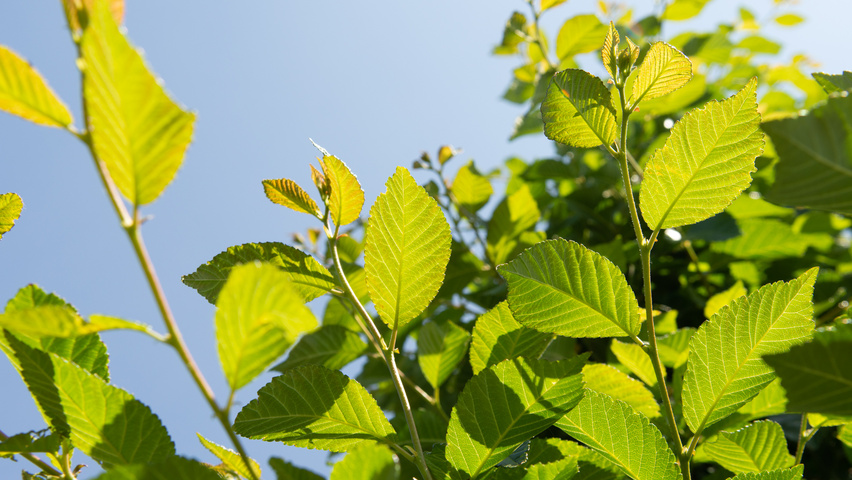 Ulmus TRIUMPH leaves