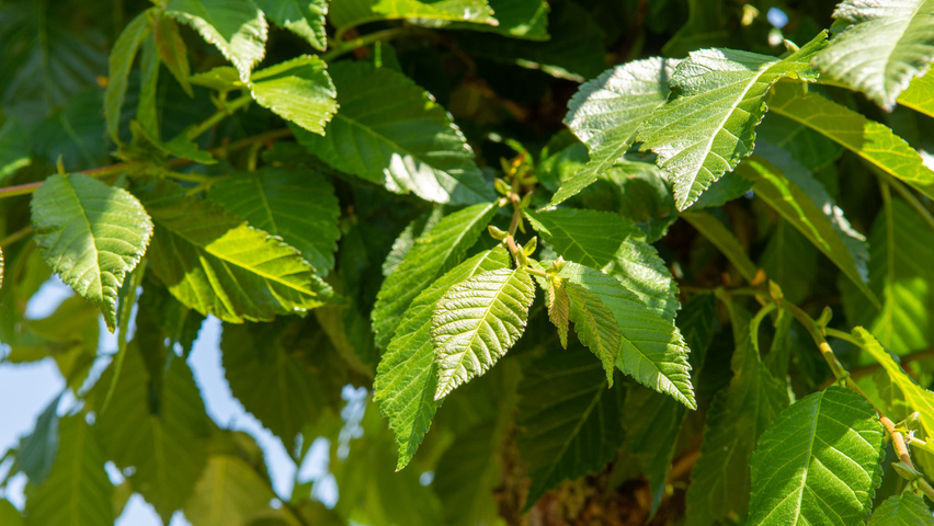 Ulmus TRIUMPH leaves