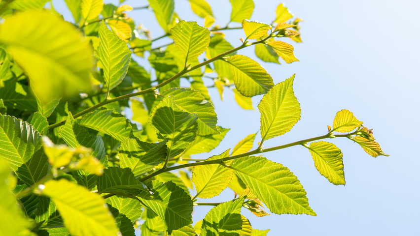 Ulmus TRIUMPH leaves