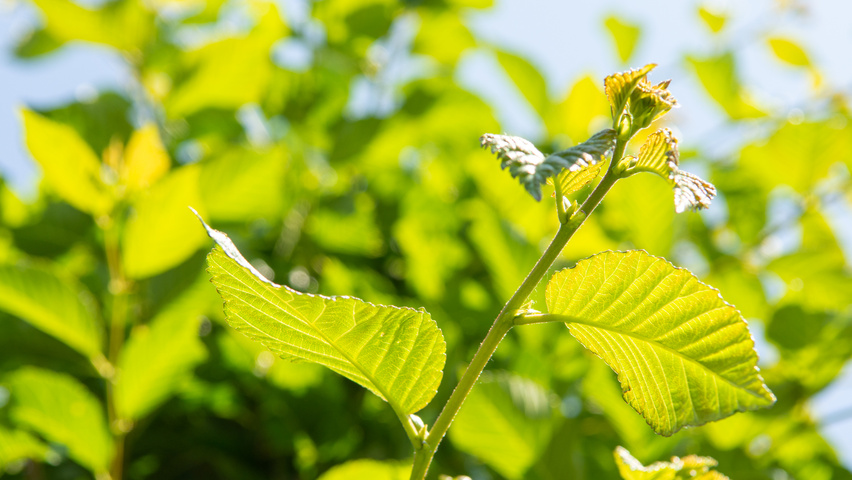 Ulmus TRIUMPH leaves