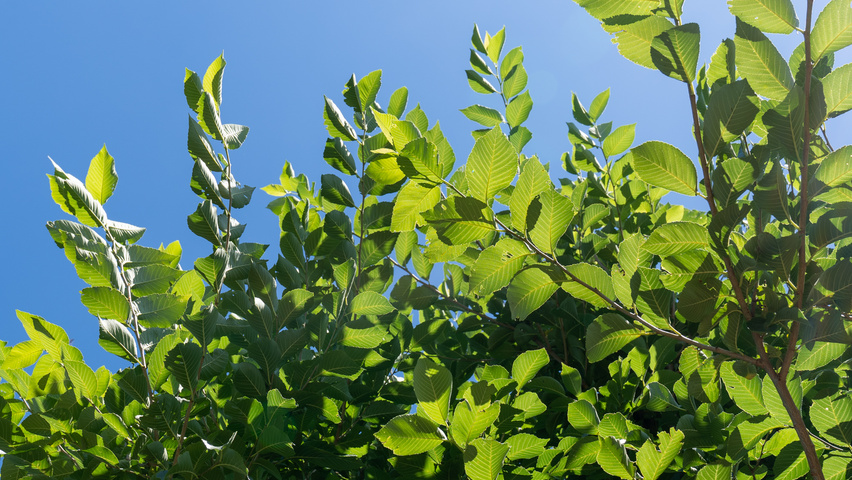 Ulmus TRIUMPH leaves
