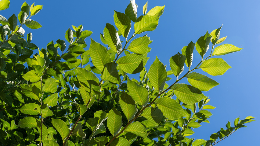 Ulmus TRIUMPH leaves