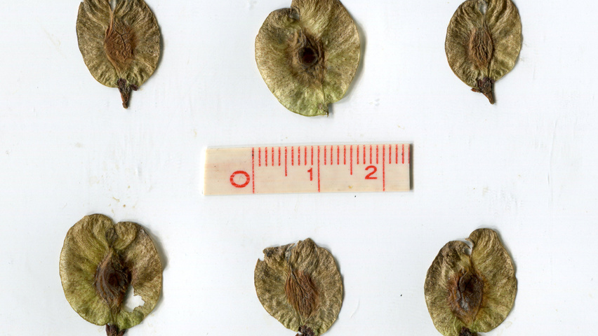 Ulmus 'Urban' fruits