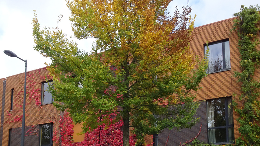Ulmus 'Urban' standard tree