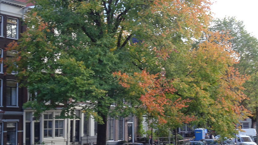 Ulmus 'Urban' standard tree