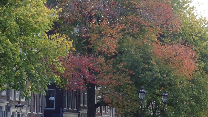 Ulmus 'Urban' standard tree