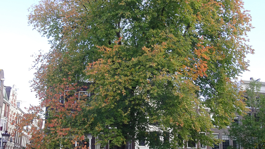Ulmus 'Urban' standard tree