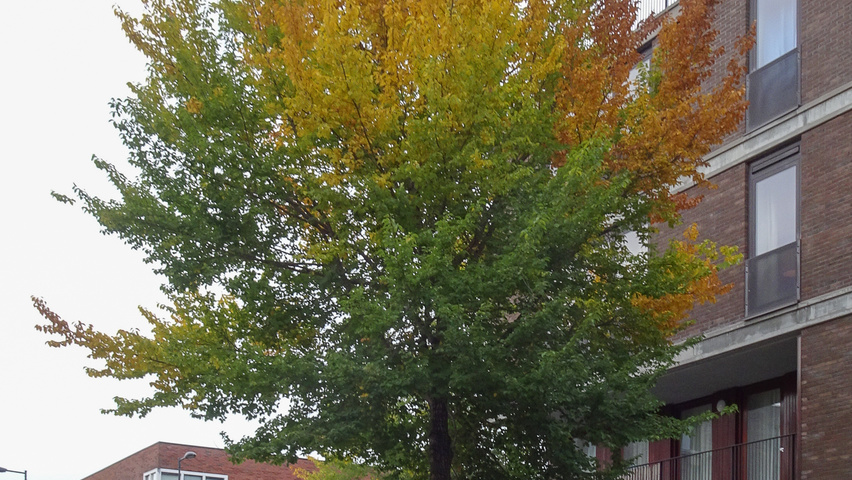 Ulmus 'Urban' standard tree