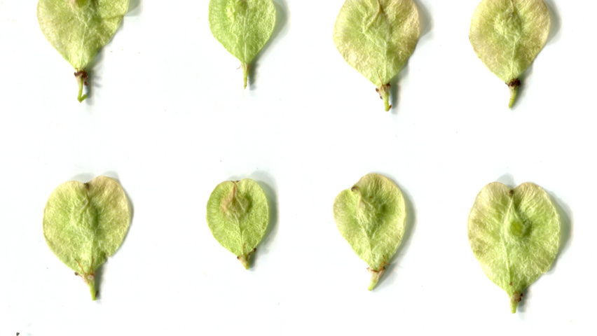 Ulmus 'Wanoux' vrucht