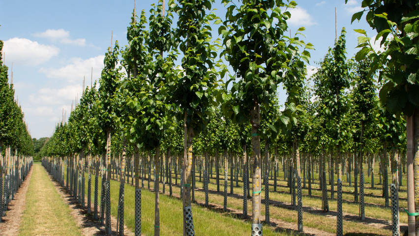 Ulmus 'Wanoux' hoogstam