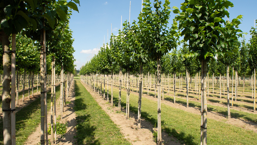 Ulmus 'Wanoux' hoogstam