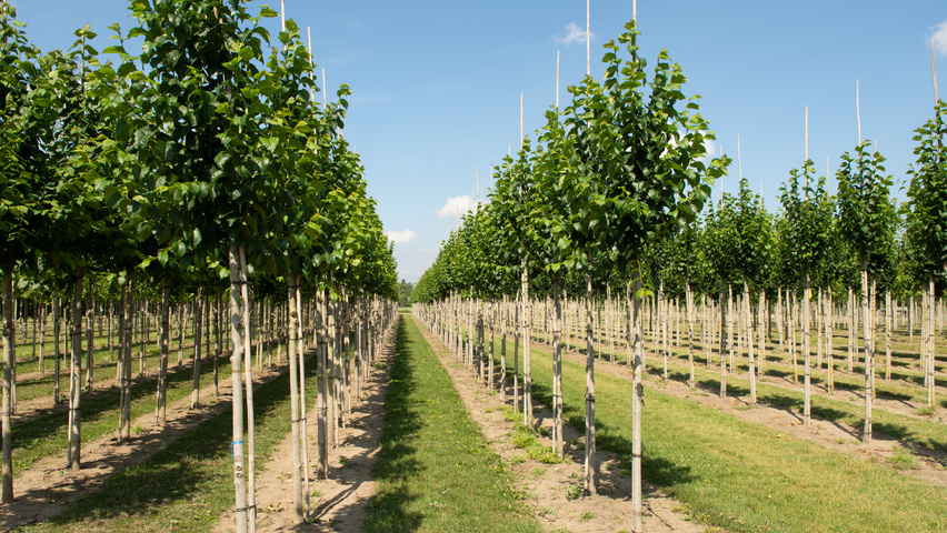 Ulmus 'Wanoux' hoogstam