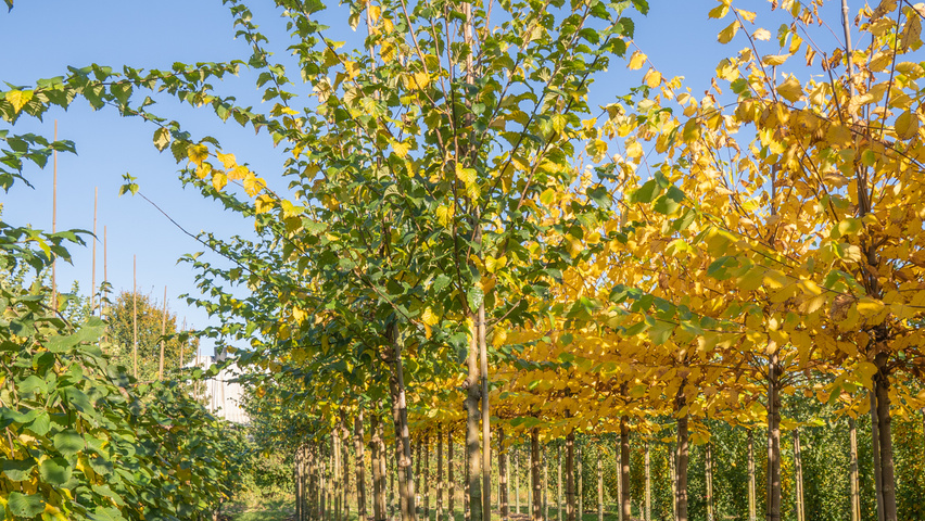 Ulmus 'Wanoux' hoogstam