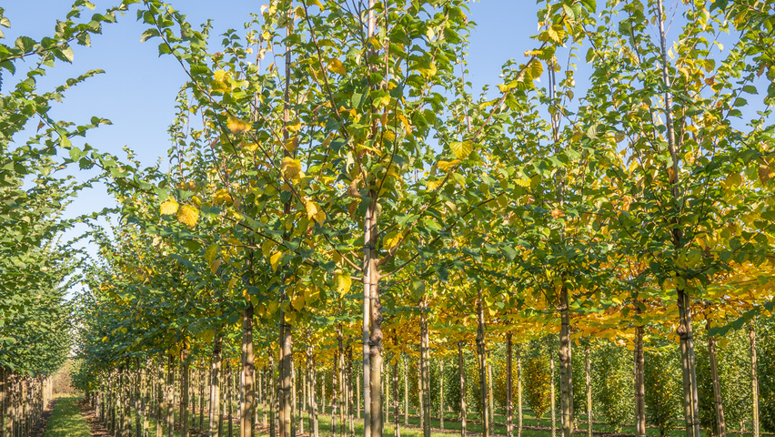 Ulmus 'Wanoux' hoogstam