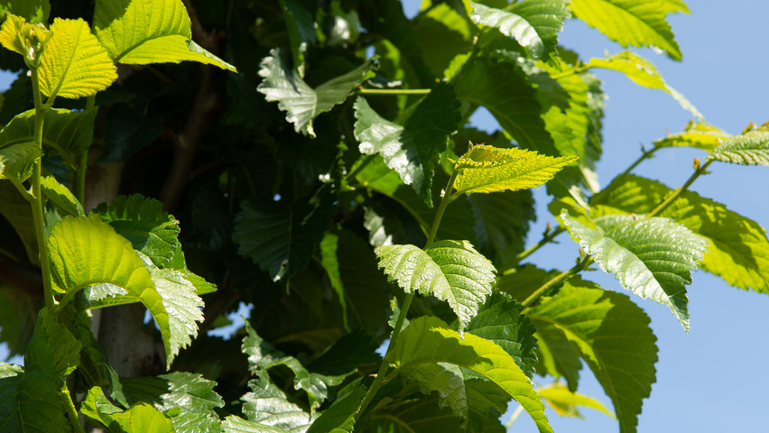 Ulmus 'Wanoux' blad