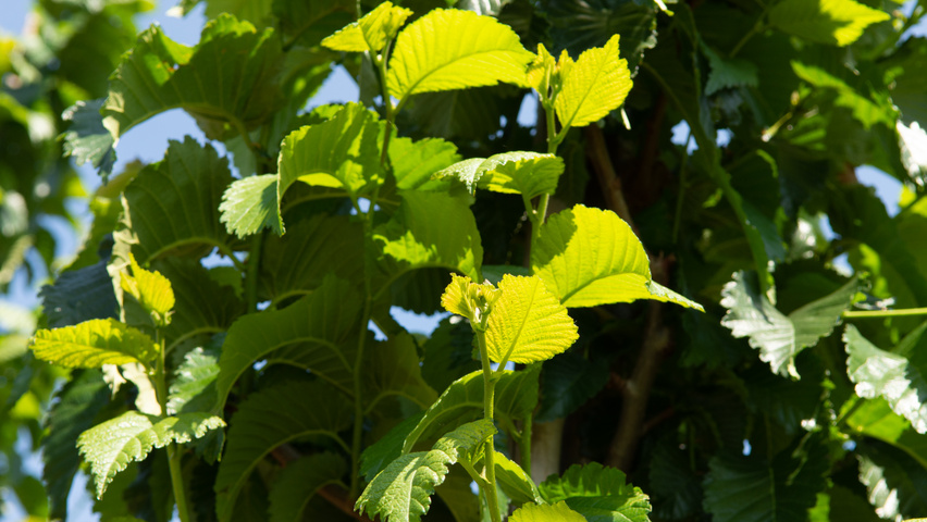 Ulmus 'Wanoux' blad