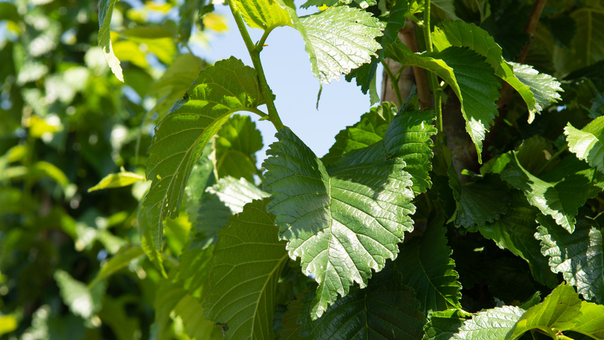 Ulmus 'Wanoux' blad