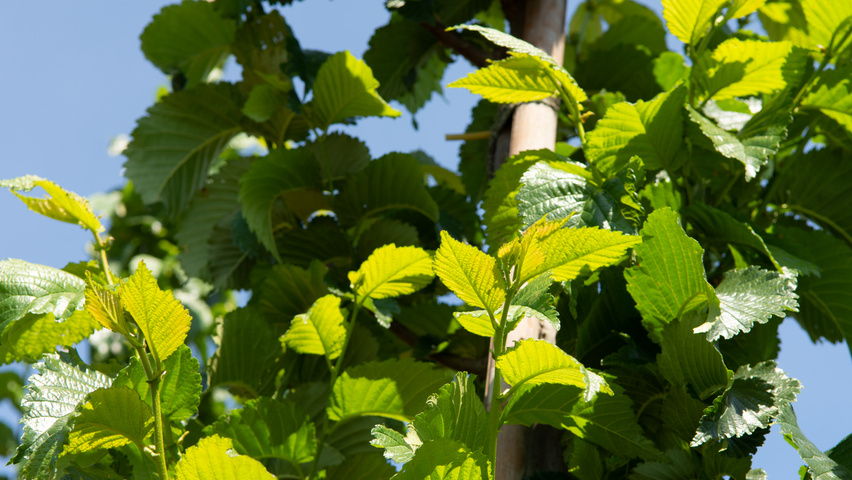 Ulmus 'Wanoux' blad