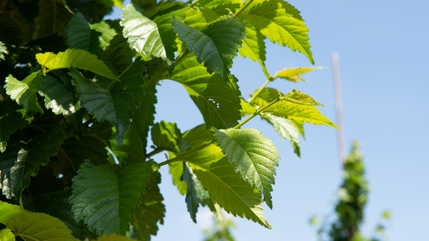 Ulmus 'Wanoux' blad