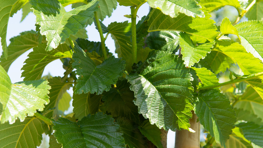 Ulmus 'Wanoux' blad
