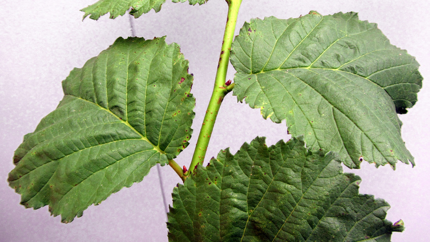 Ulmus 'Wanoux' twijgen