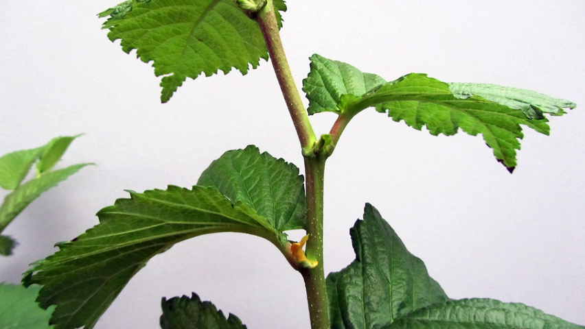 Ulmus 'Wanoux' twijgen