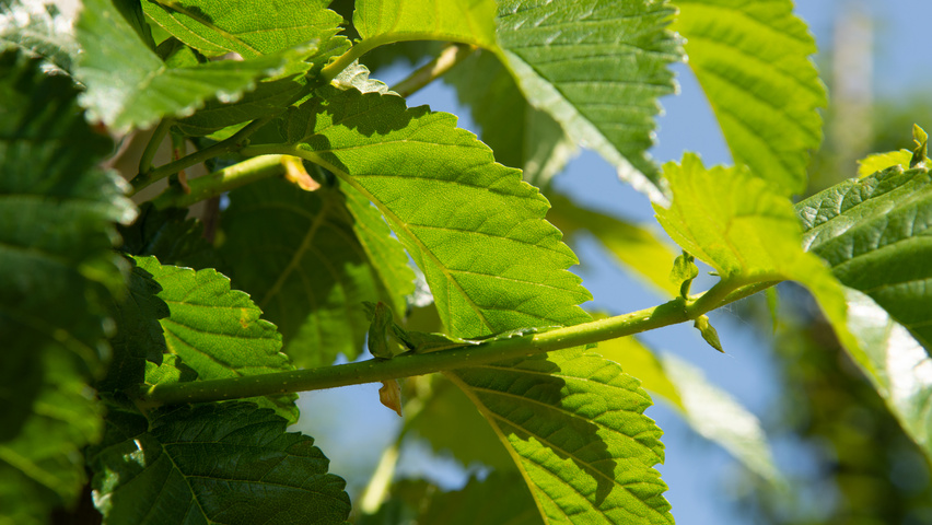 Ulmus 'Wanoux' twijgen